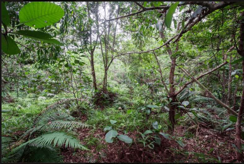 Spot jij de twaalf perfect gecamoufleerde mannen in deze woeste jungle? Deze is pittig, succes!