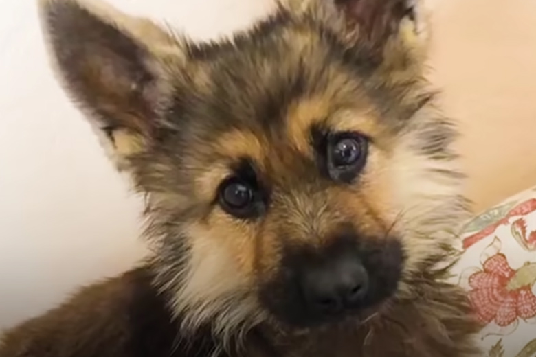 Volwassen hond ziet eruit als een puppy