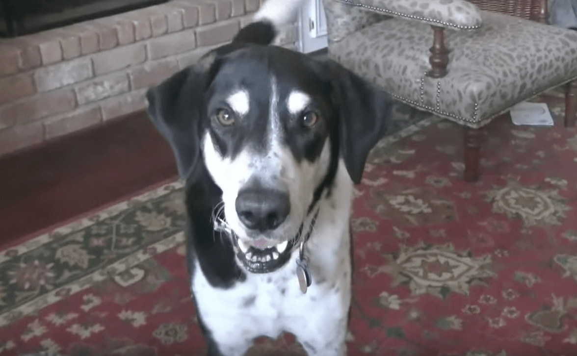 Dit baasje vertelt aan zijn hond dat hij een kitten heeft gekocht en de reactie van de hond is hilarisch!
