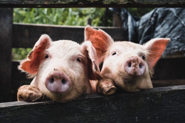 25 boeren uit Limburg laten zich vrijwillig uitkopen door overheid