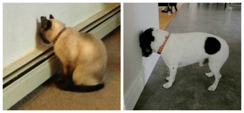 WAARSCHUWING: zie je je hond of kat dit doen? Bel dan onmiddelijk de dierenarts, want het kan DIT betekenen!