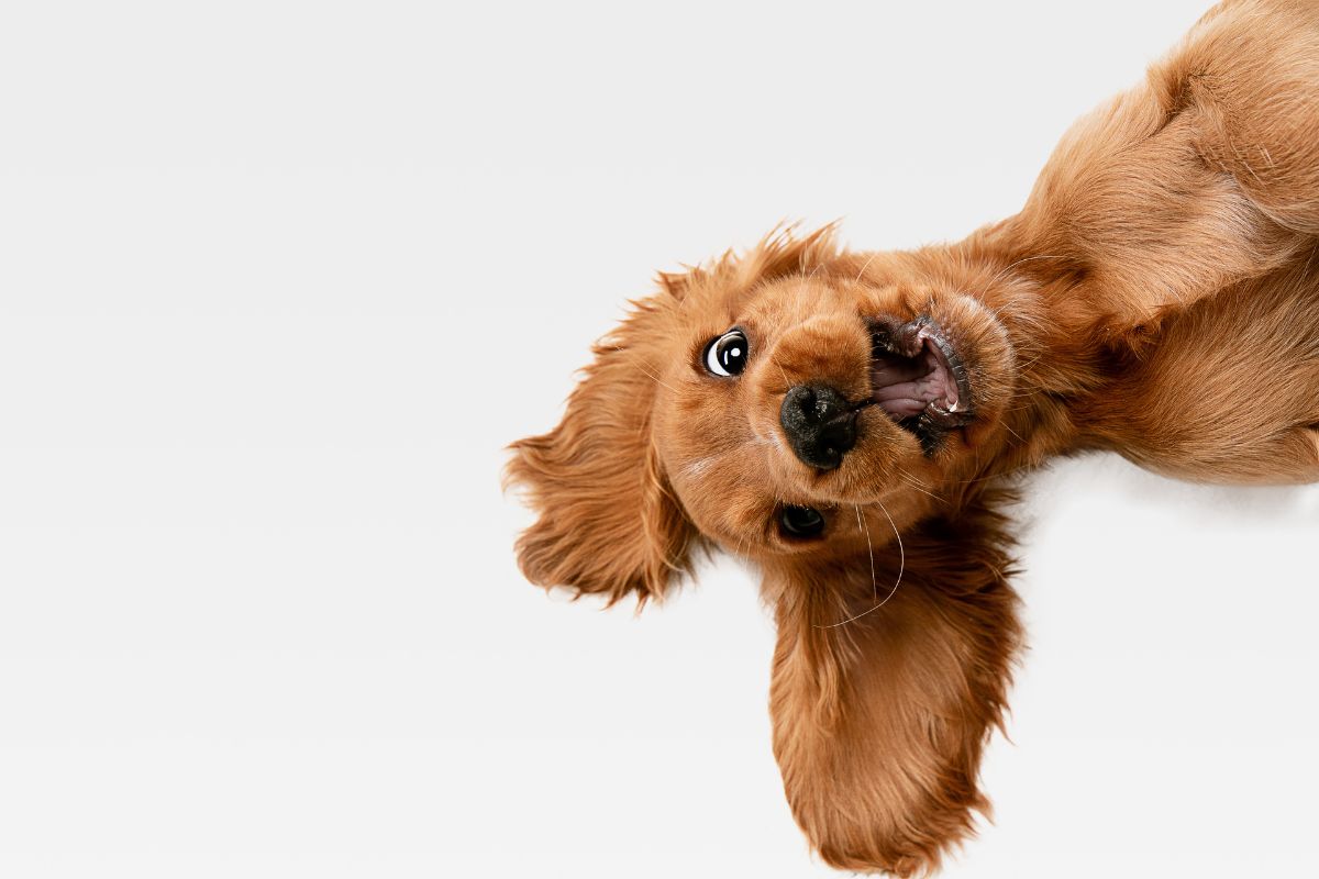 Oei: waarschijnlijk snap jij je hond minder goed dan je denkt