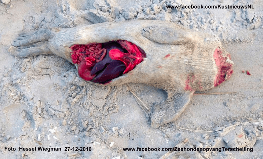 Verschrikkelijk: kop van levend zeehondje eraf gesneden.. Wie heeft iets gehoord of gezien? Waarschuwing: schokkende foto's!