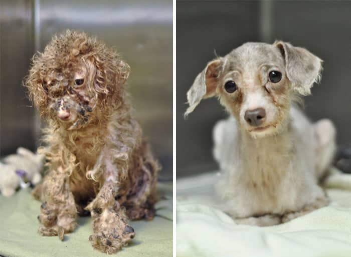 Wat verzorgers met deze zieke dieren hebben gedaan... Het liet ons hart smelten!