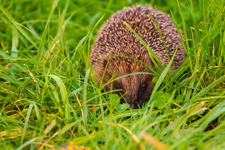 Veel slakken in de tuin? Lok egels en je hebt er geen last meer van