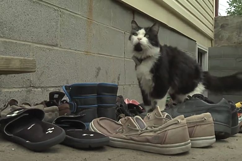 Brutale kat steelt ontelbaar veel schoenen uit de buurt