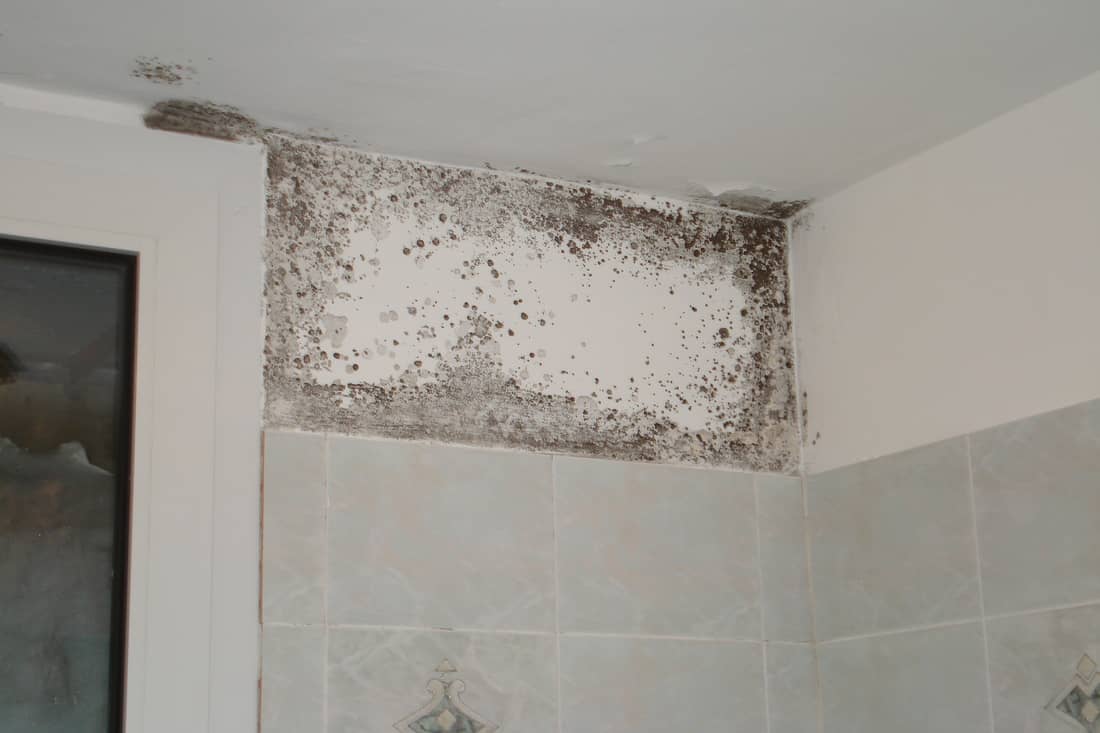 Last van vieze randjes in je badkamer? Zo kom je van de schimmel af!