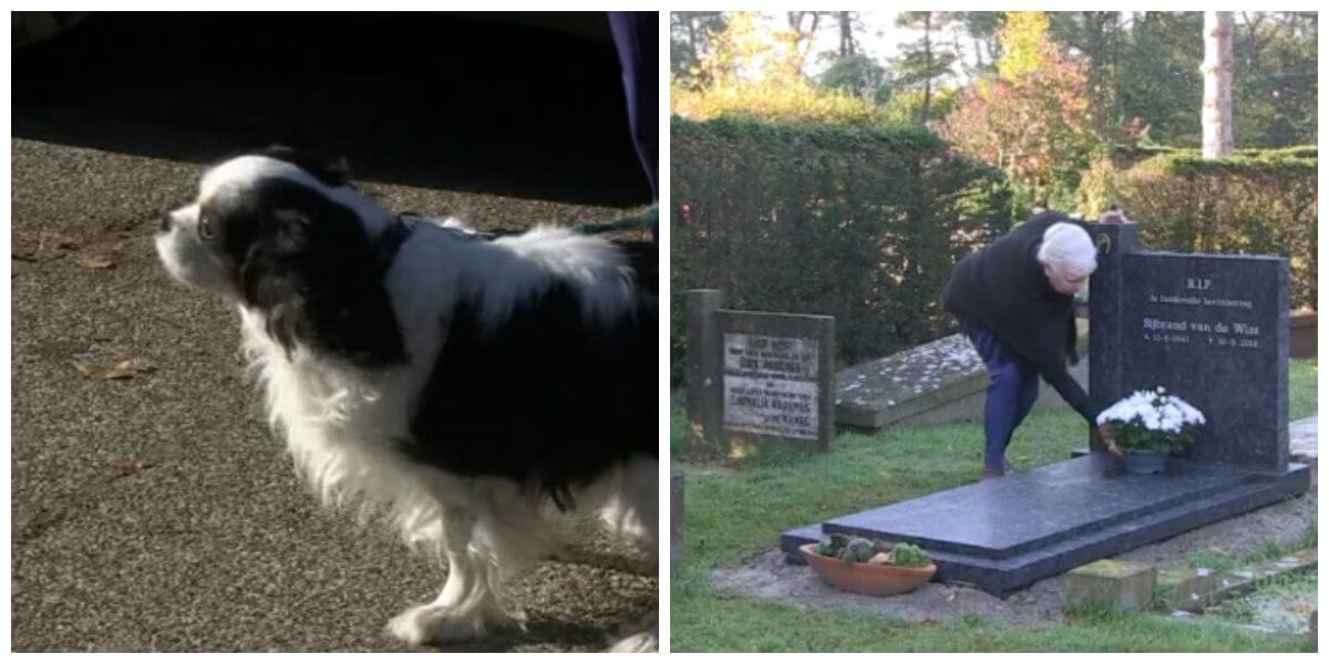 "De handhavers waren onmenselijk!" deze rouwende weduwe kreeg een hoge boete nadat ze haar hondje meenam naar het graf van haar man....