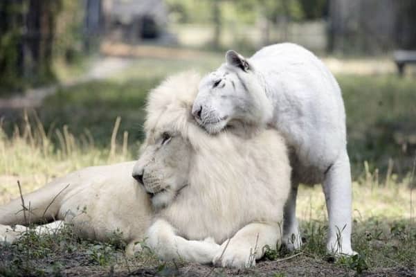 FOTO`S: Witte leeuw en witte tijger krijgen kinderen. Dit zijn echt schatjes!!