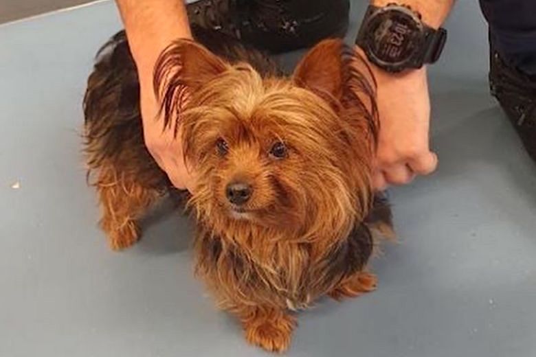 Marechaussee vindt hondje in prullenbak op luchthaven Schiphol