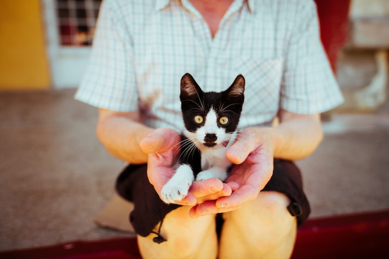 Feit of fabel: katten kruipen altijd op schoot bij kattenhaters