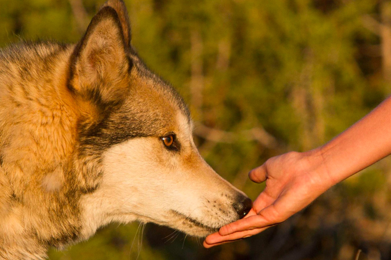 Man neemt schattige "puppy" mee naar huis, dit blijkt een gevaarlijke vergissing