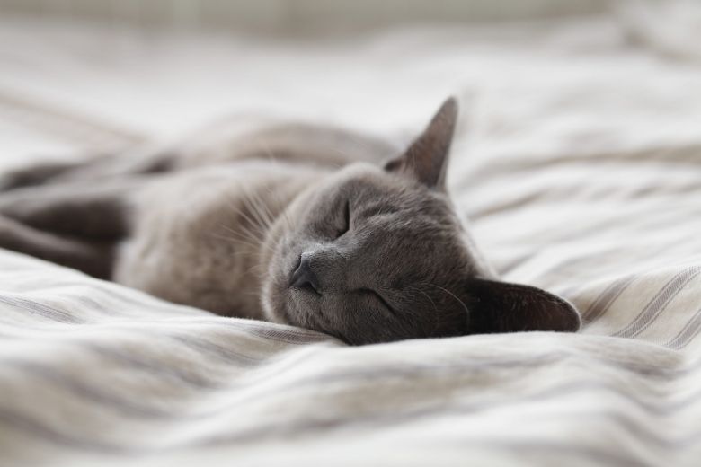 Wow! Deze Instagram-famous kat heeft geen ogen