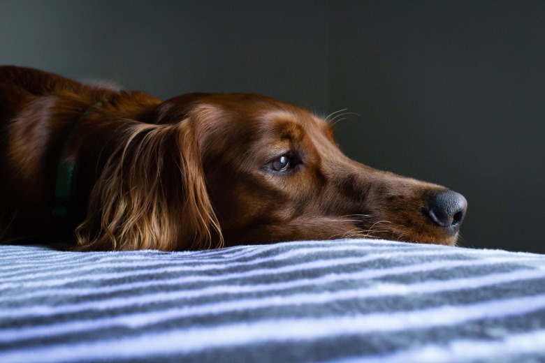 Onderzoek toont aan: hierdoor kan je hond depressief worden