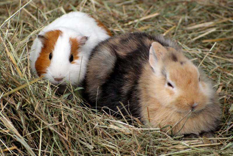 "Er moet een verbod komen op de online verkoop van huisdieren en in de dierenwinkel". Overdreven of terecht?