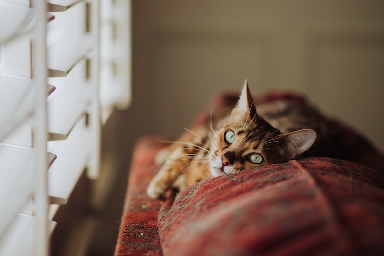 Blijkbaar is het goed om met een babystem tegen je kat te praten
