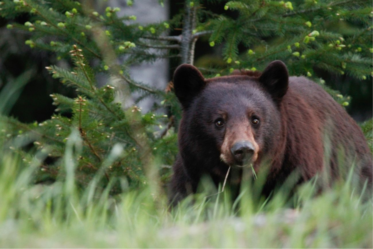Zwarte beren vallen steeds meer mensen aan in Japan