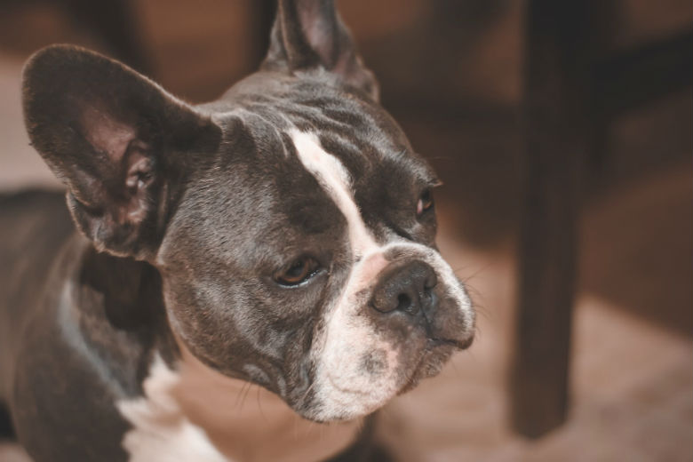 Hartverscheurend: hond Nero sterft 15 minuten na overlijden baasje