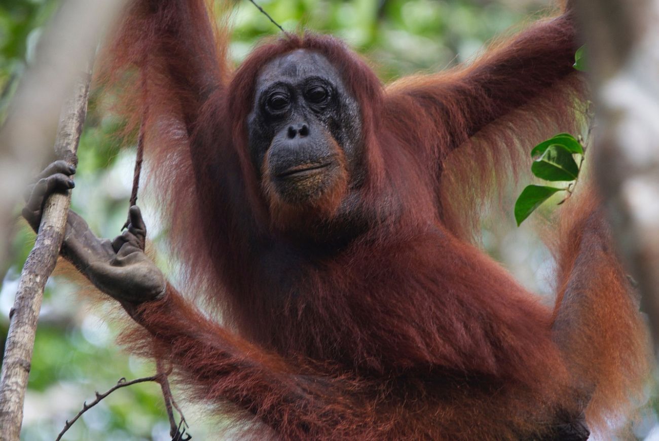 Orang-oetan behandelt wond met geneeskrachtige plant
