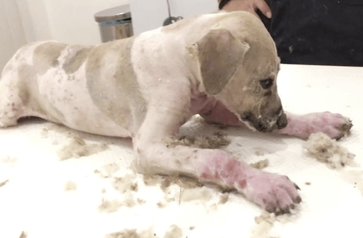 Ontroerende makeover voor hondje dat volledig onder industriële lijm zat
