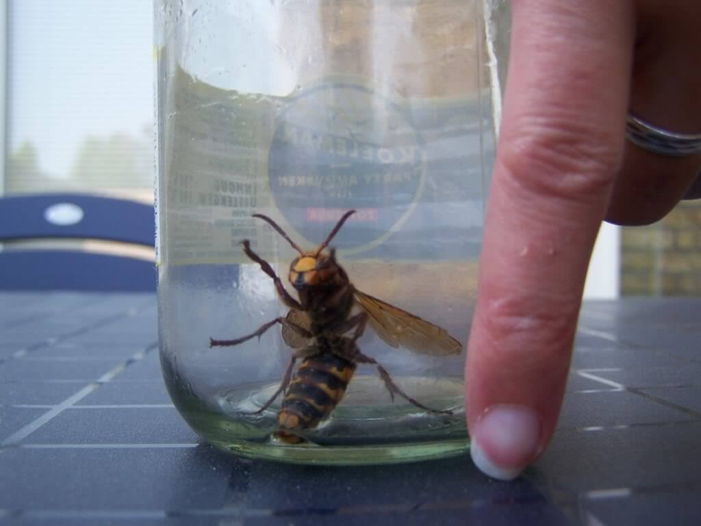 Waarschuwing: agressieve SUPERWESP in Nederland gesignaleerd! Kijk uit voor deze zeer gevaarlijke insecten, deel dit bericht SVP!