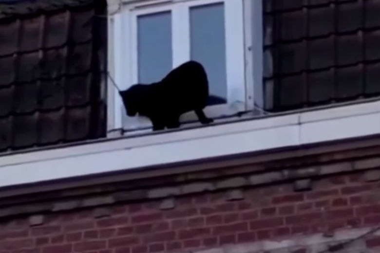 Bizar: panter maakt ommetje over Franse daken