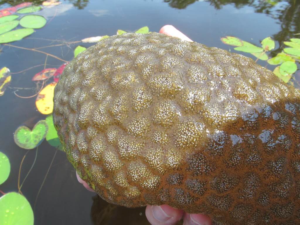 Huh? Buitenaards leven gespot in Nederlands water! Weet jij wat dit is?