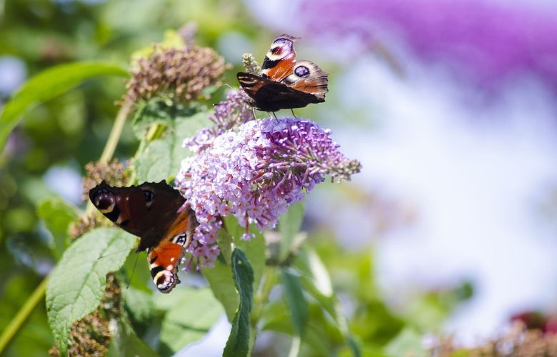 Vlinders en andere insecten lok je met deze planten naar je tuin