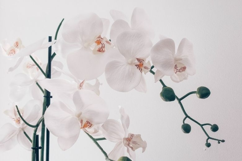 Zo verzorg je een orchidee in 4 stappen