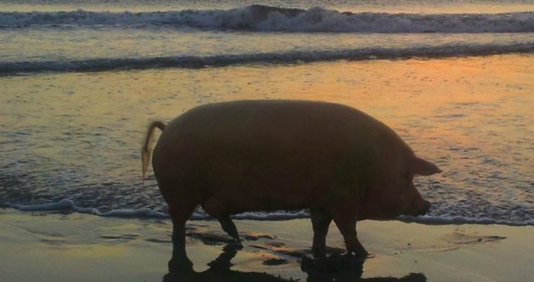 De 27 meest hilarische strandfoto's (een paar gaan te ver...)