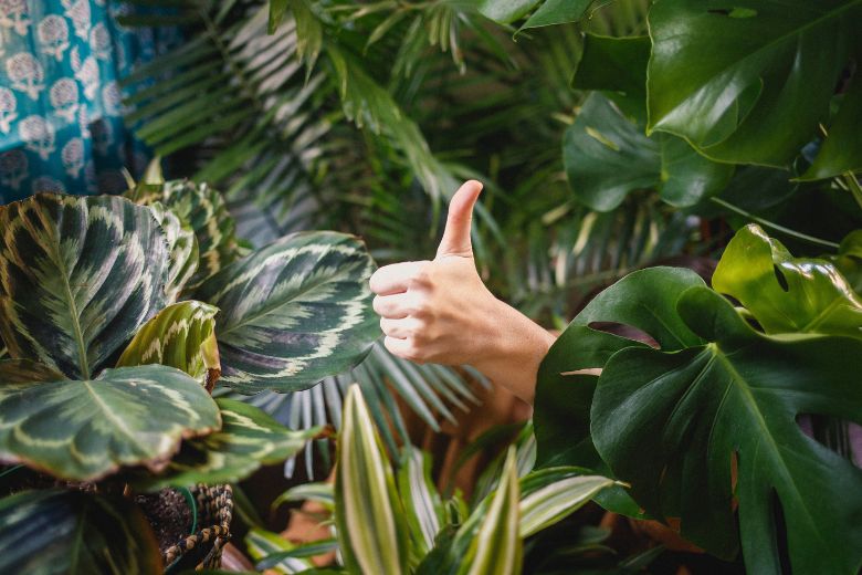 Heb je een plant te veel water gegeven? Zo herstel je de schade