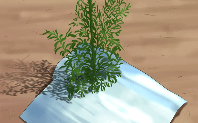 Sloopt jouw huisdier ook al je planten? Met DEZE tip houd je ze weg van je planten!