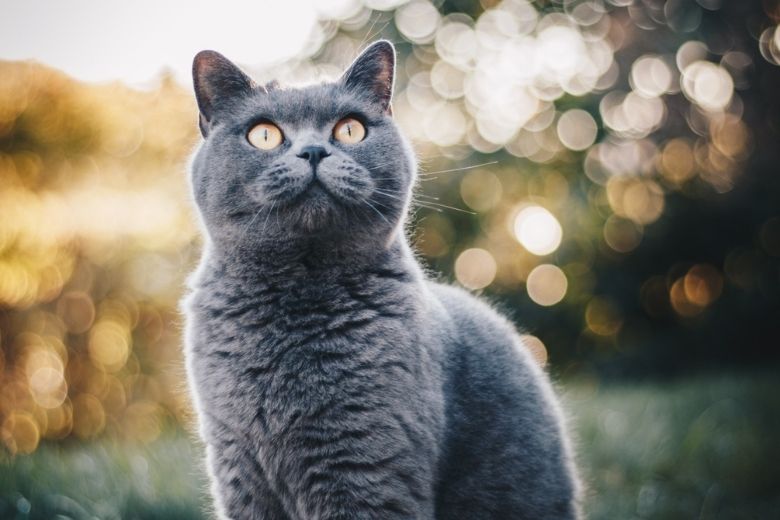 Wist jij dit? Deze kattensoorten zijn eigenlijk verboden in Nederland