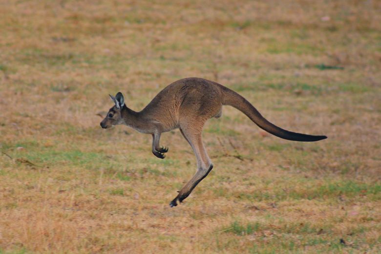 Australische man overleden na aanval van kangoeroe