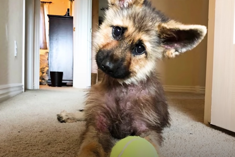 Volwassen hond ziet eruit als een puppy