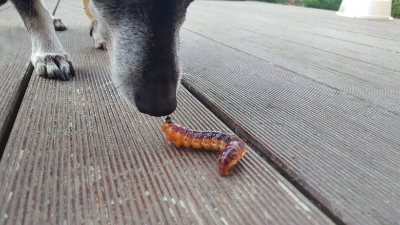 Pas op voor eikenprocessierups: honden kunnen ernstige wonden oplopen