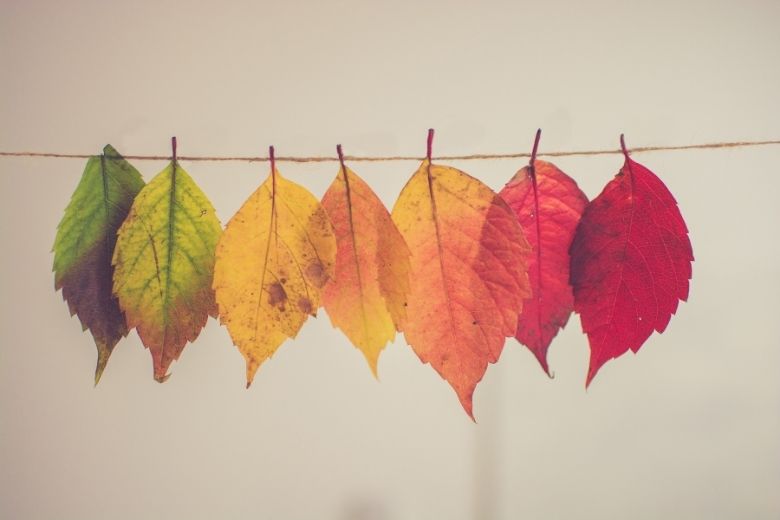 Handen uit de mouwen: deze struiken kun je het best snoeien in de herfst