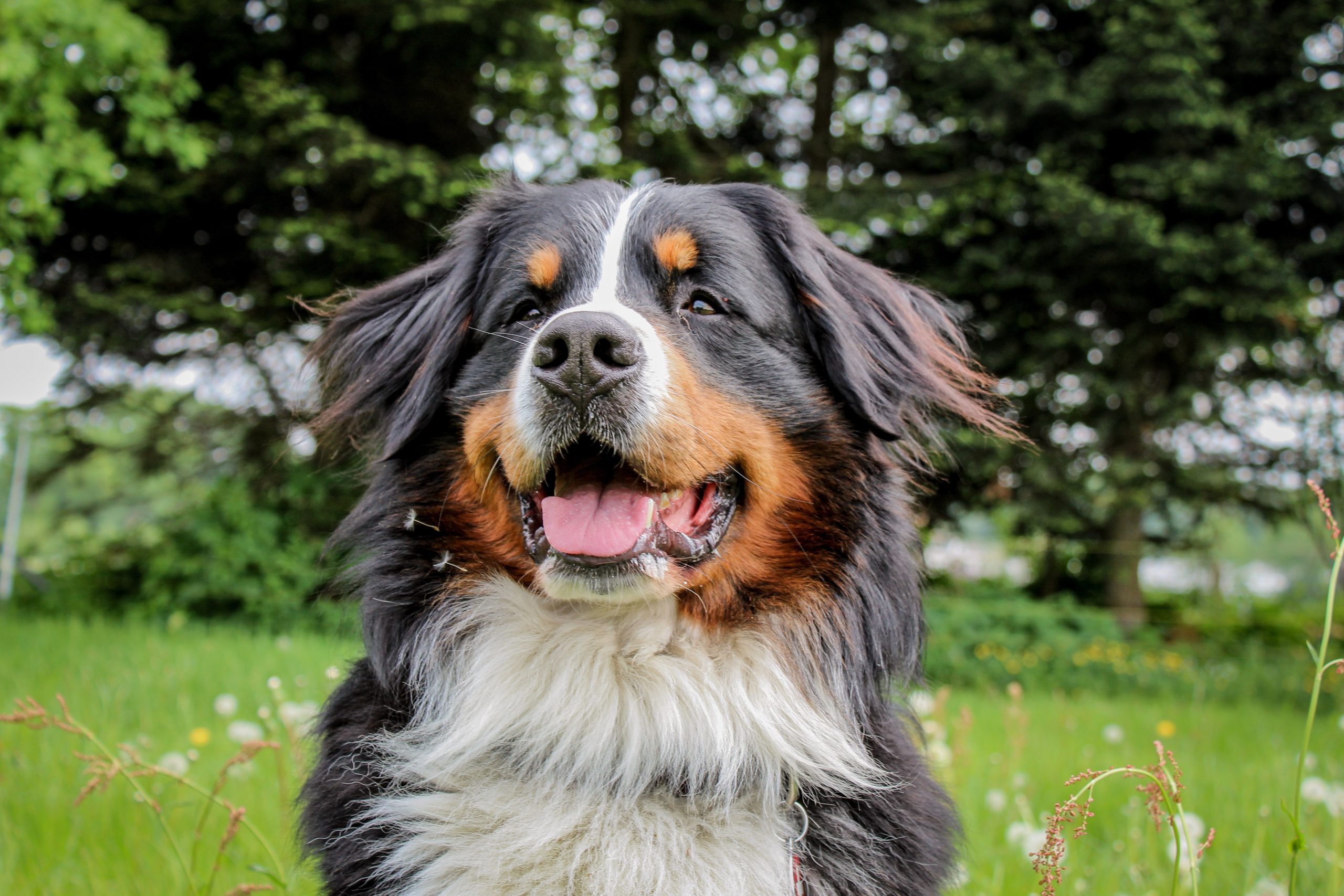hond persoonlijkheid