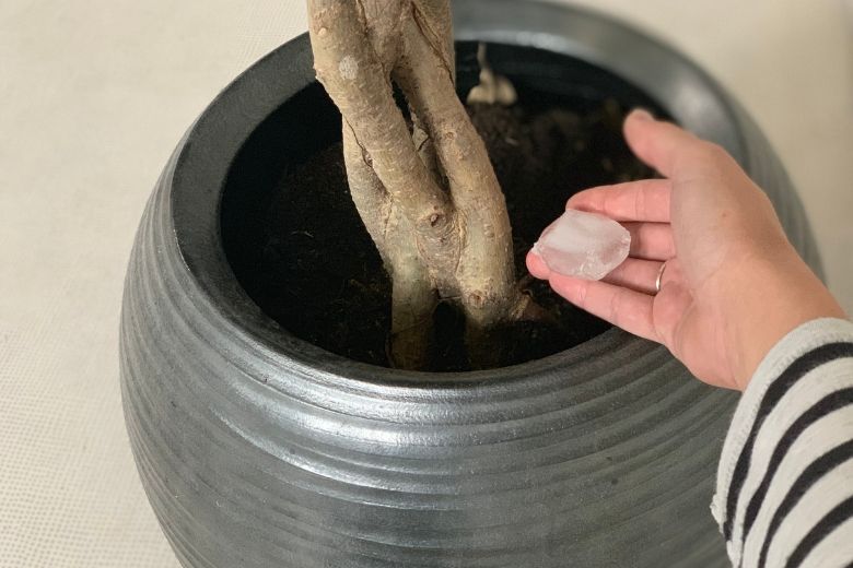 Geef voortaan ijsblokjes aan je planten vanwege deze slimme redenen