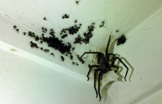 Aaah spinnen in huis! Geen zorgen, met deze tips krijg je ze weg!