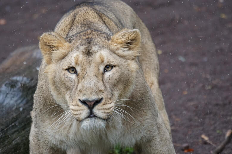 Dat is schrikken: leeuwin ontsnapt uit verblijf in Vlaamse dierentuin