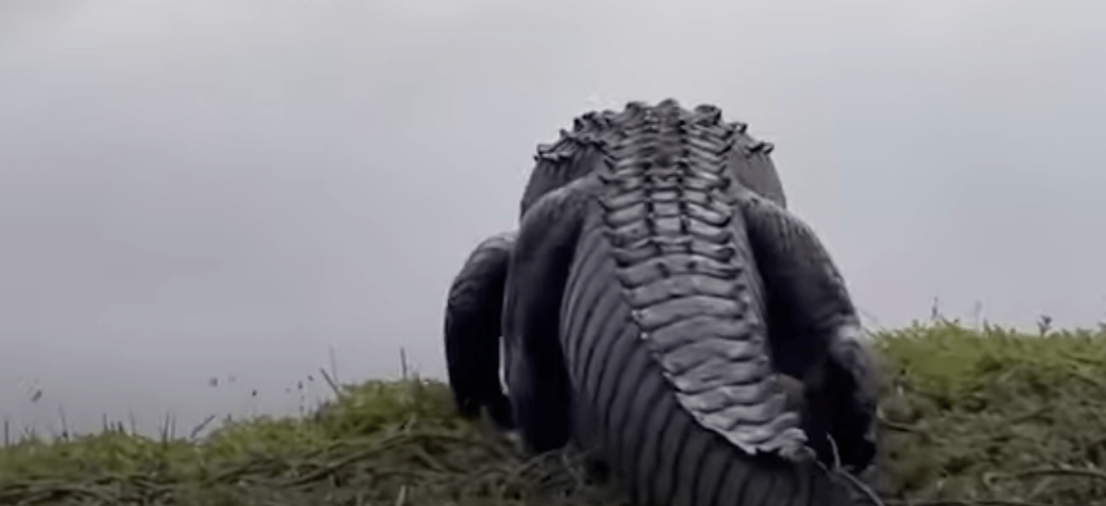 Wetenschappers zijn met stomheid geslagen na deze bizarre ontdekking in het lichaam van een reusachtige alligator!