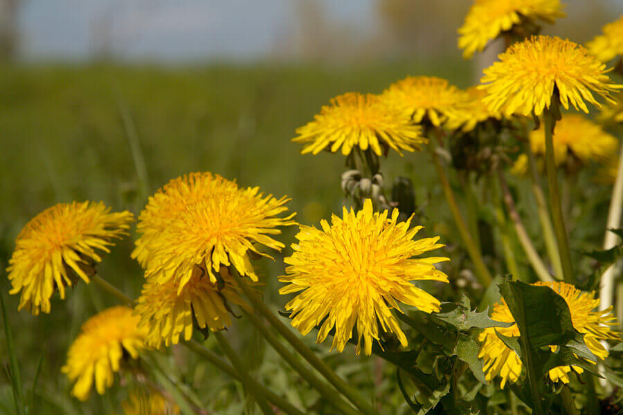 Help, overal paardebloemen! Geen nood, met deze tip zijn ze in een handomdraai weg!