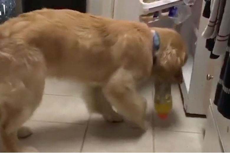 Brave hond weet precies wat hij moet doen als de bloedsuikerspiegel van zijn baasje daalt