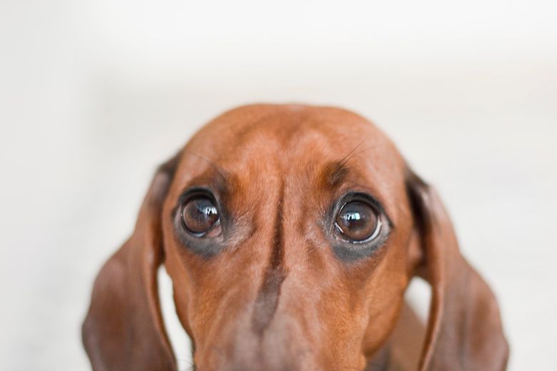 Aha! Hierom houdt je hond z'n kop scheef als je tegen hem praat