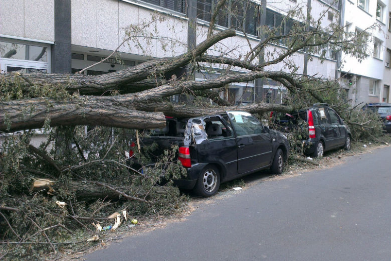 Flinke storm in aantocht: grote kans op omvallende bomen