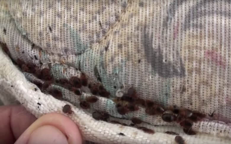 Heeft jouw beddengoed déze kleur? Dan heb je een groot risico op bedwantsen!