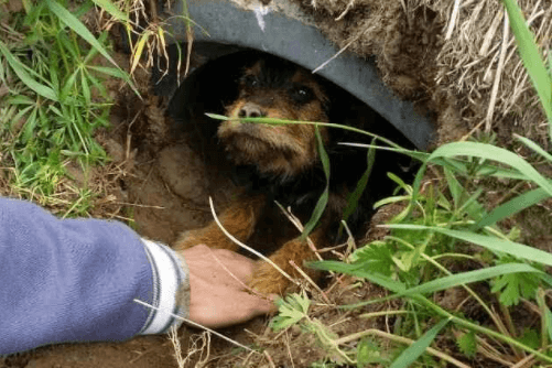 Hond die met twee gebroken poten in buis onder de grond leefde, heeft een huis gevonden