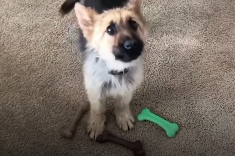 Volwassen hond ziet eruit als een puppy