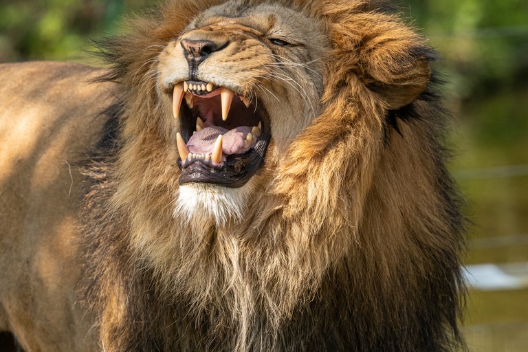Deze leeuw werd in het wild gezien - dierenarts is geschokt als hij beseft waarom hij zo groot is